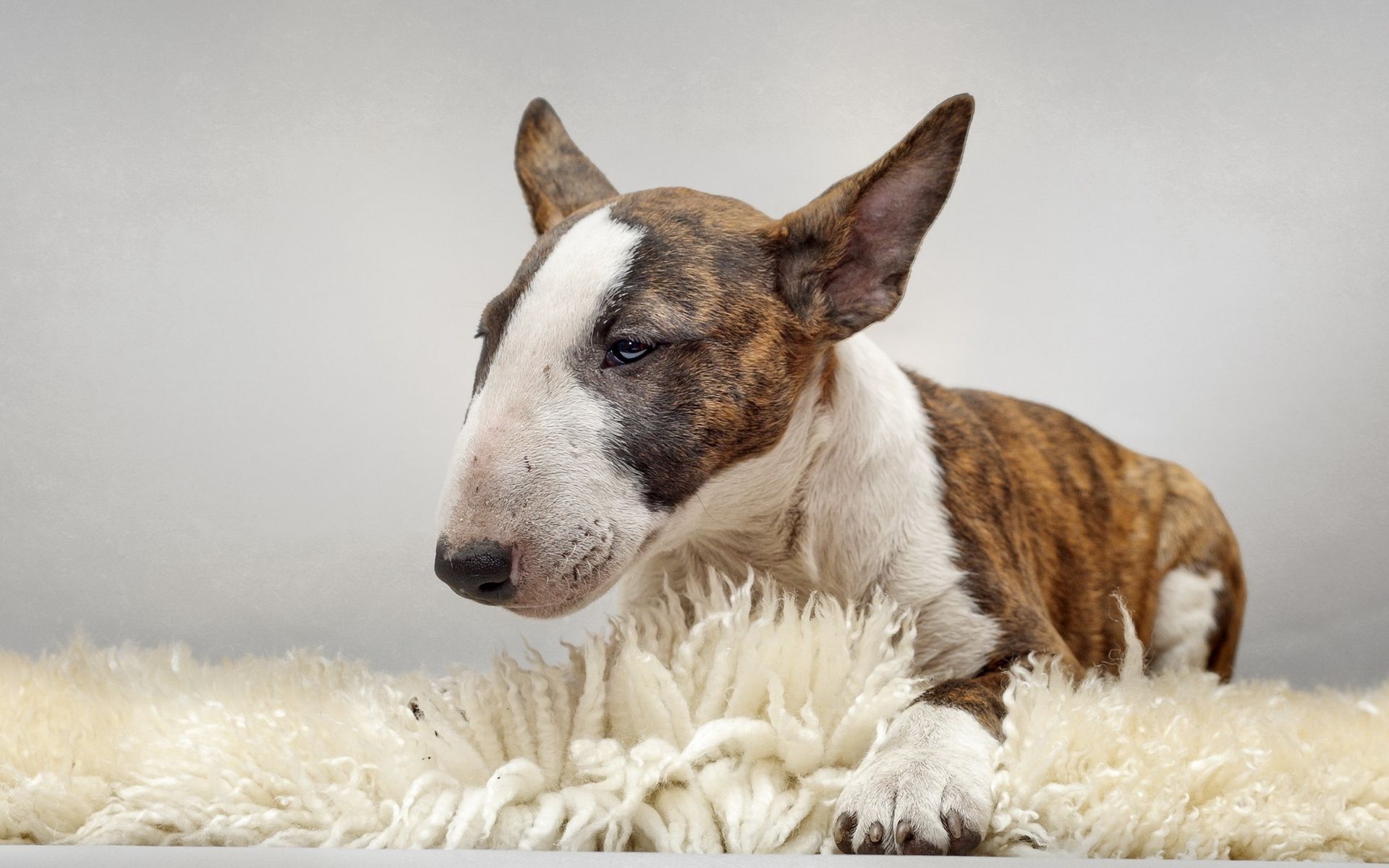 Bull Terrier Wallpaper Image Photos Pictures Background