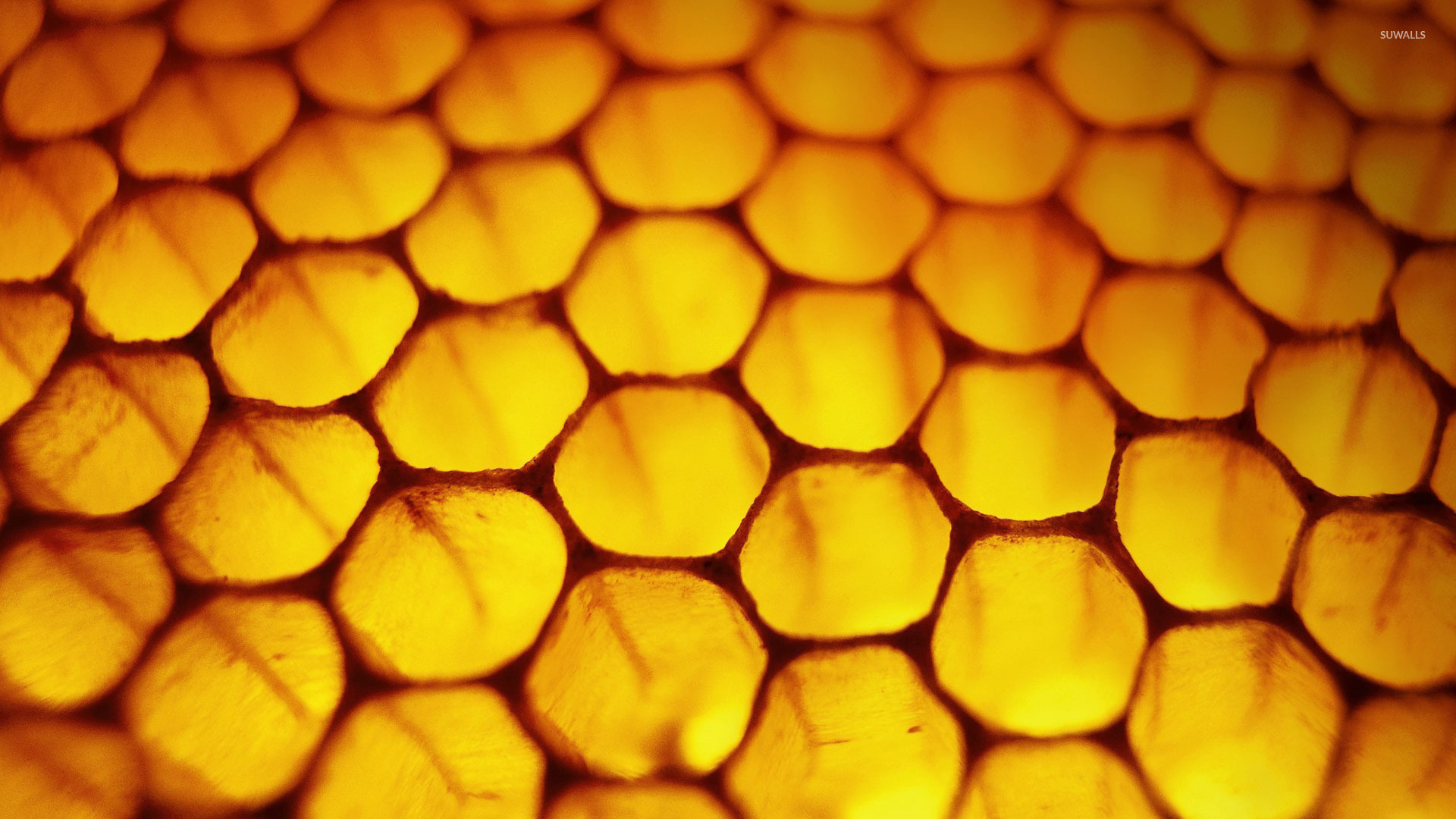Honeyb Wallpaper Photography