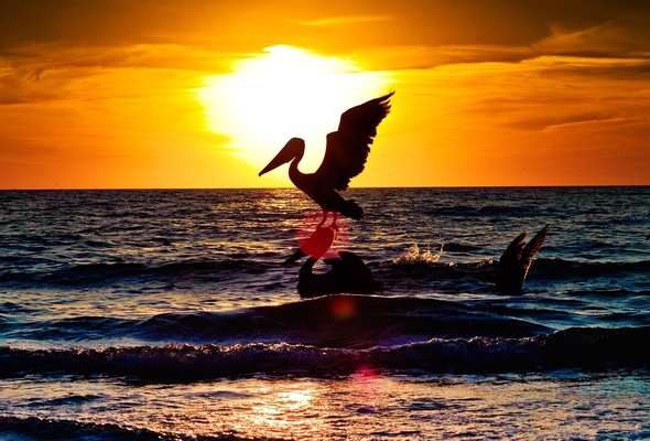 Wallpaper Bird Sea Wave Sunset Sun Pelican Naples Florida Usa