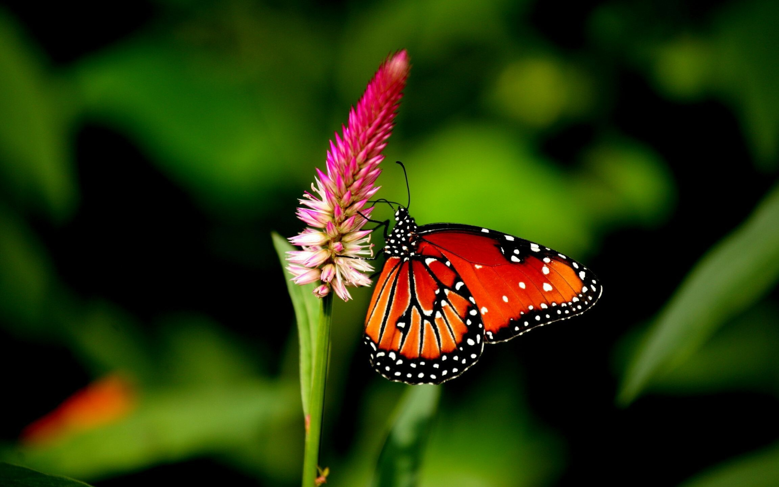 Desktop HD Butterfly Wallpaper