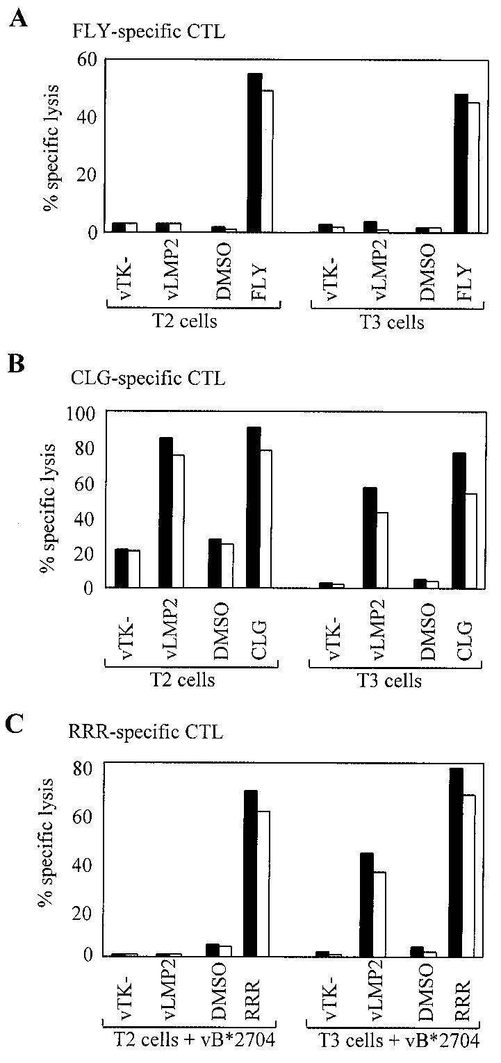 The Lmp2 Fly Epitope Is Not Presented To Ctls In T2 Cell
