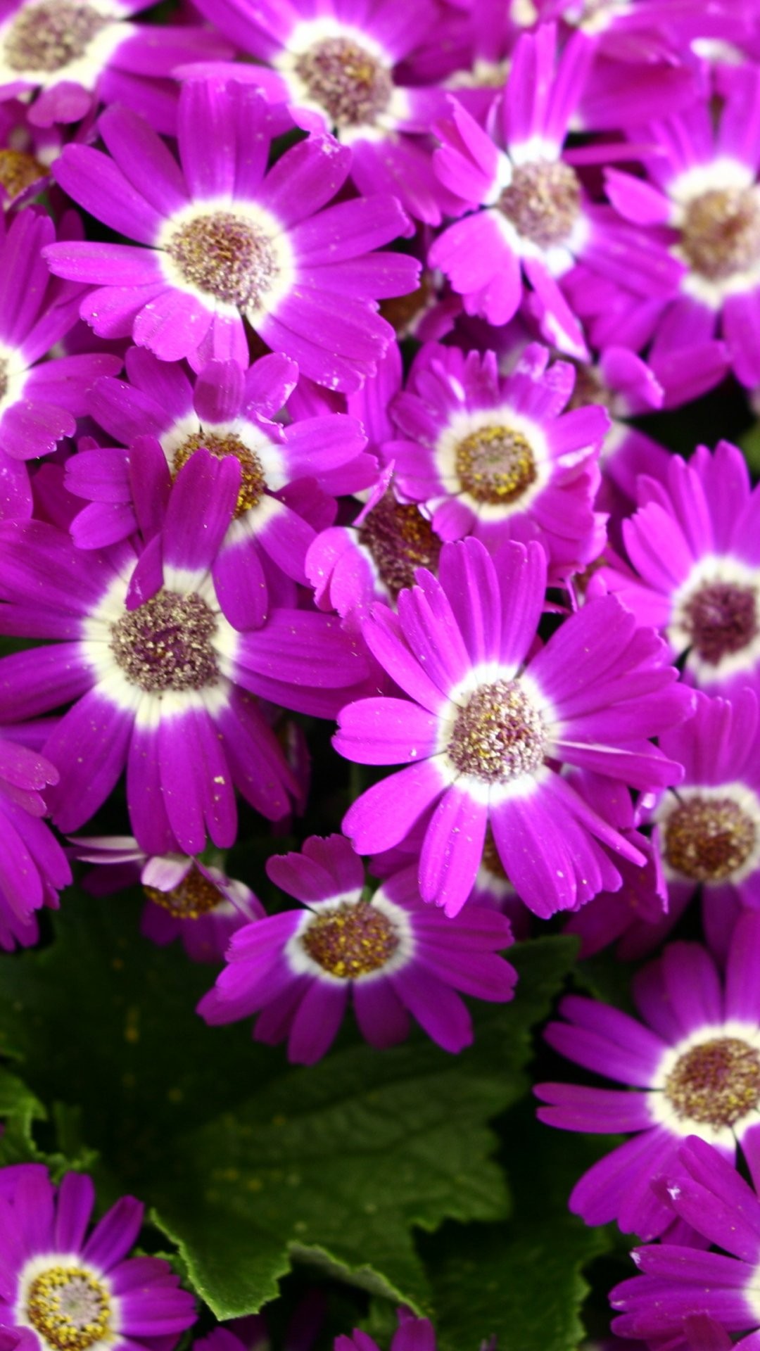 Flower iPhone Wallpaper