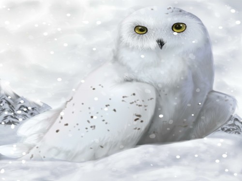 Snowy Owl Wallpaper Snow owl wallpaper