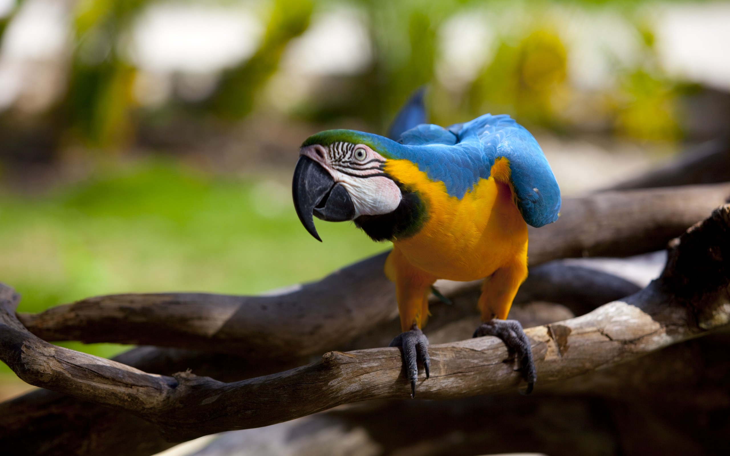 Blue And Yellow Macaw Wallpaper