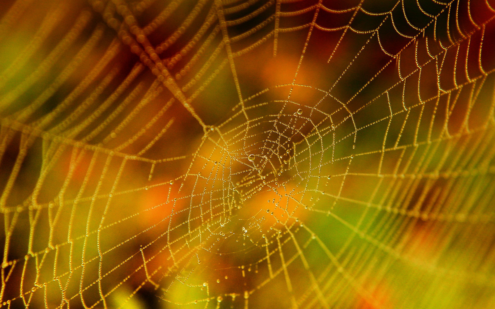 Halloween Spider Web By Casperium