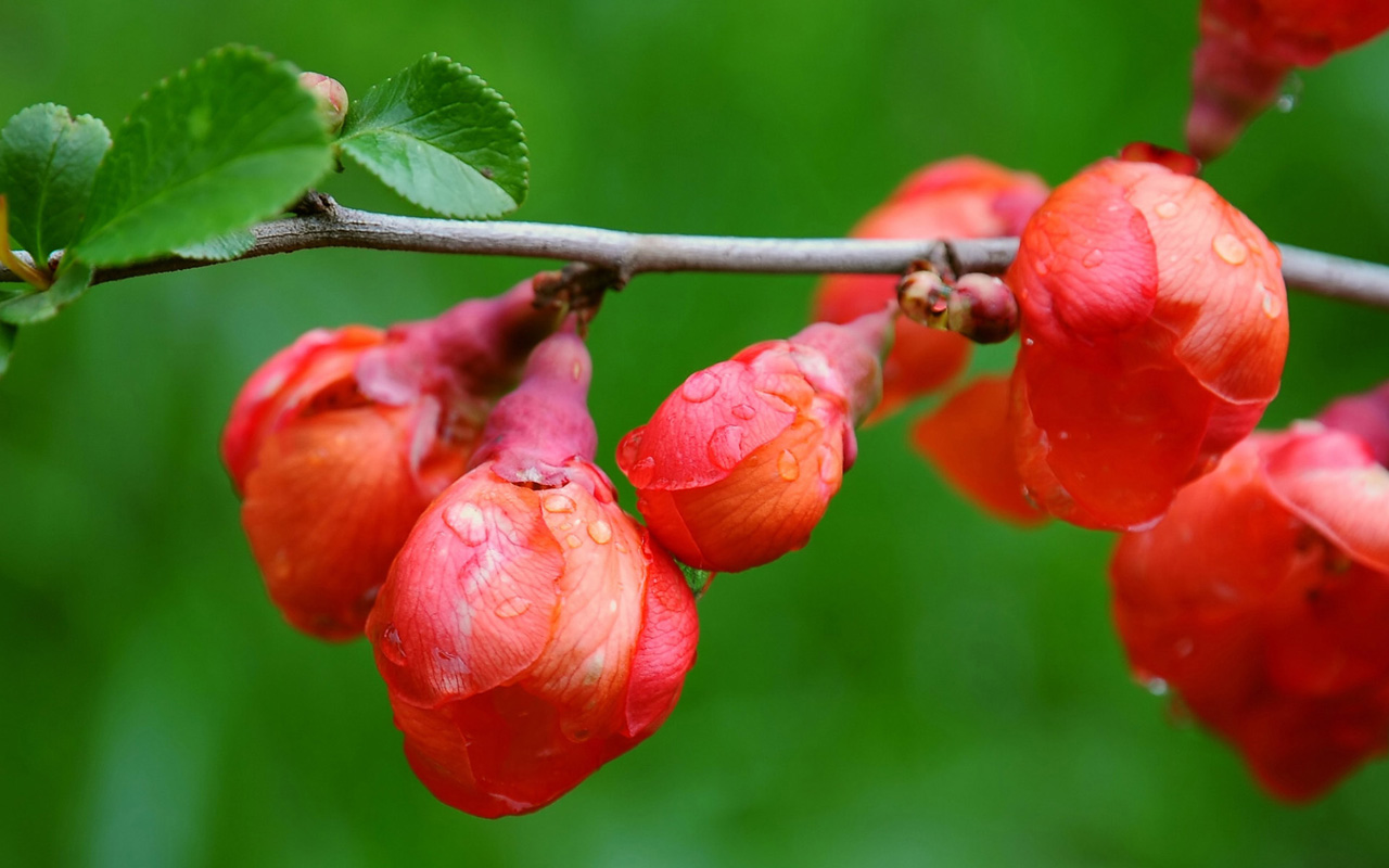 Spring Buds Red Wallpaper HD S