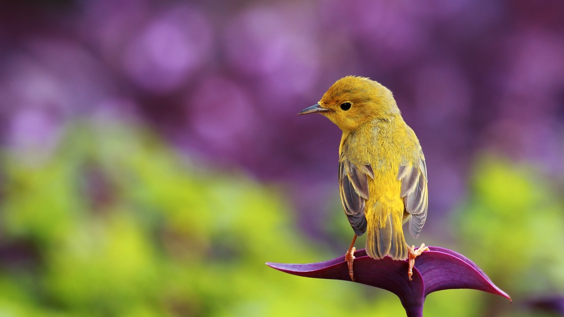 Bird Wallpaper HD