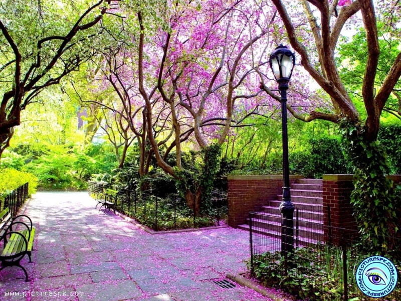 Spring Park Picture Wallpaper In Resolution