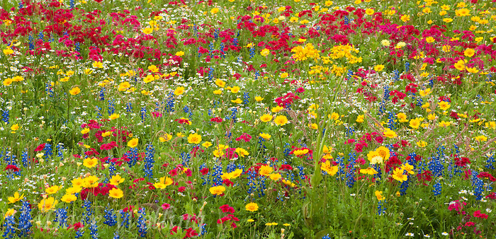 Go Back Gallery For Field Of Wildflowers Wallpaper