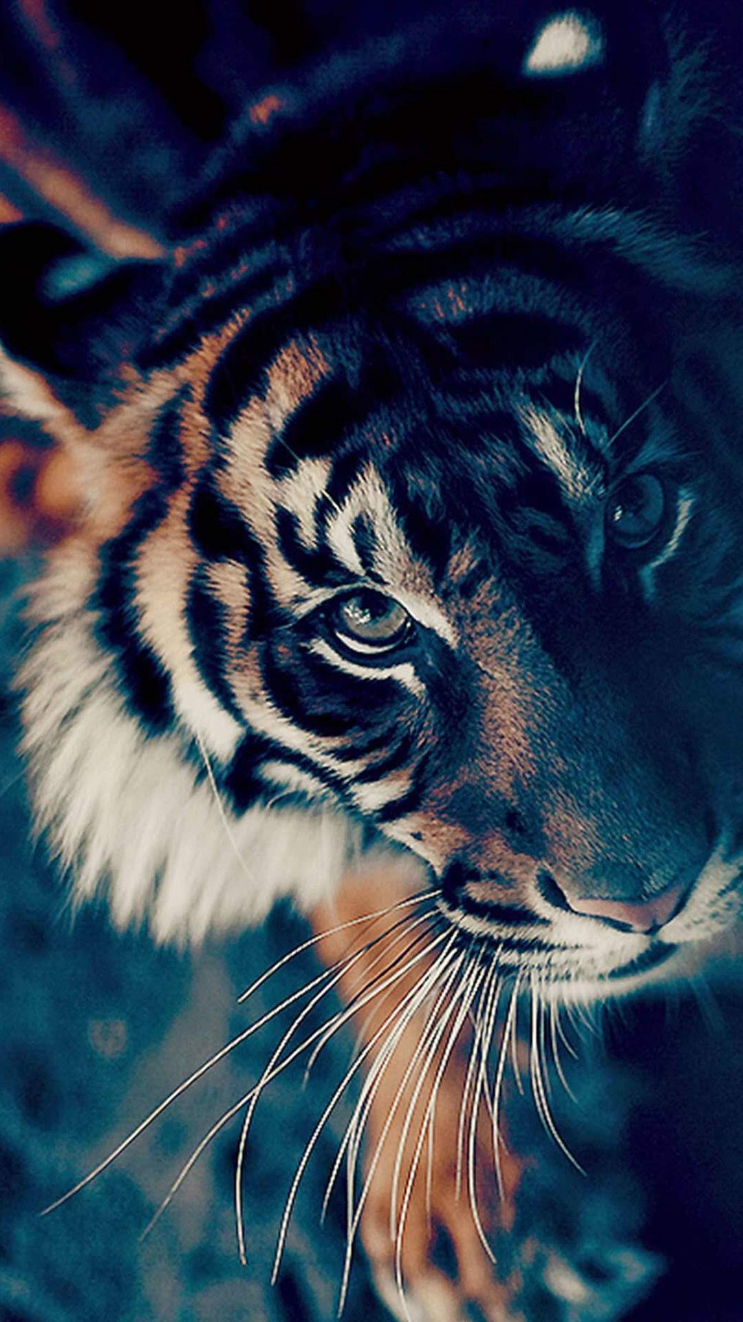Animated Tiger Wallpaper Image