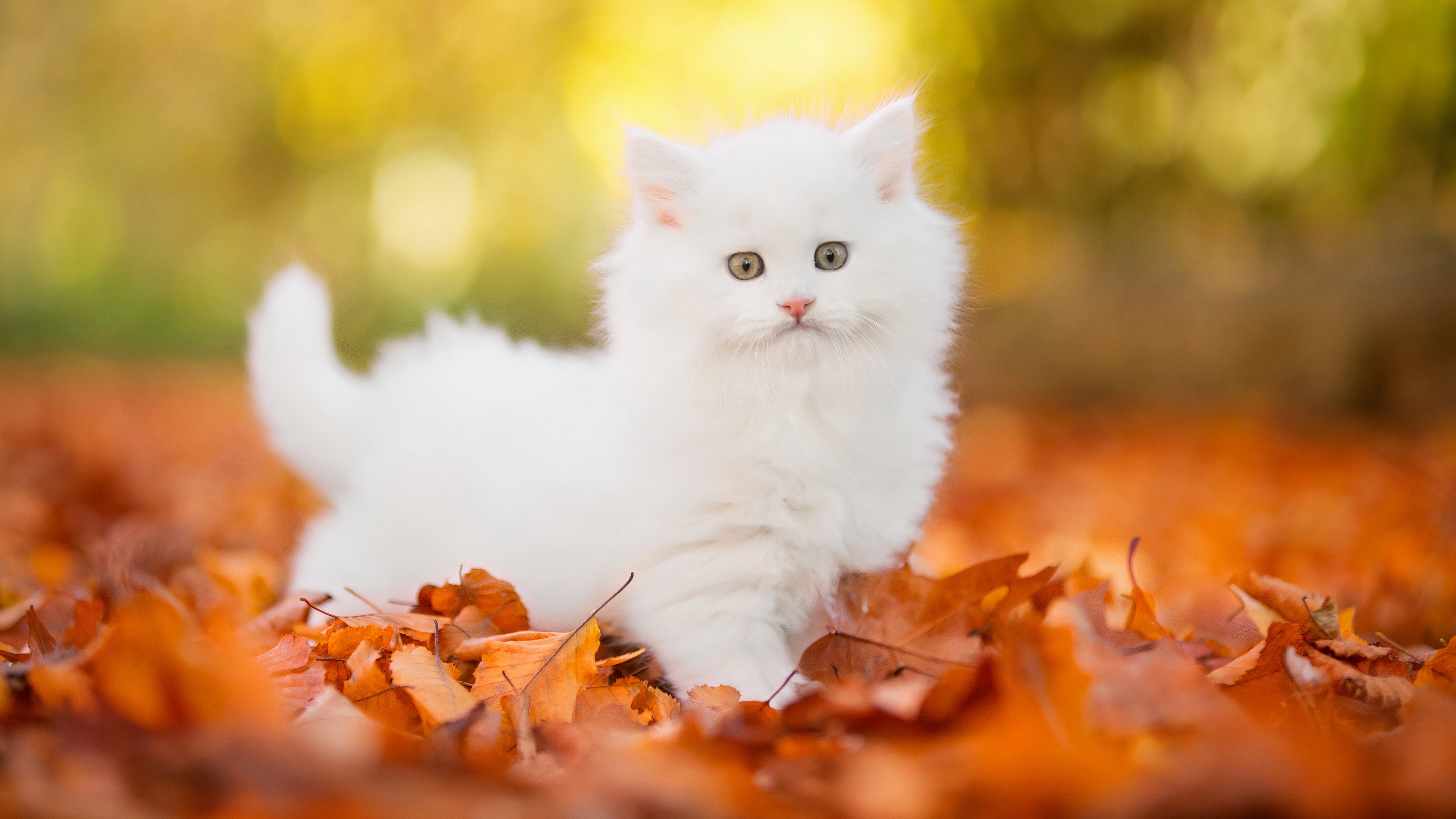 A fluffy white kitten explores a bed of autumn leaves in a 4k wallpaper