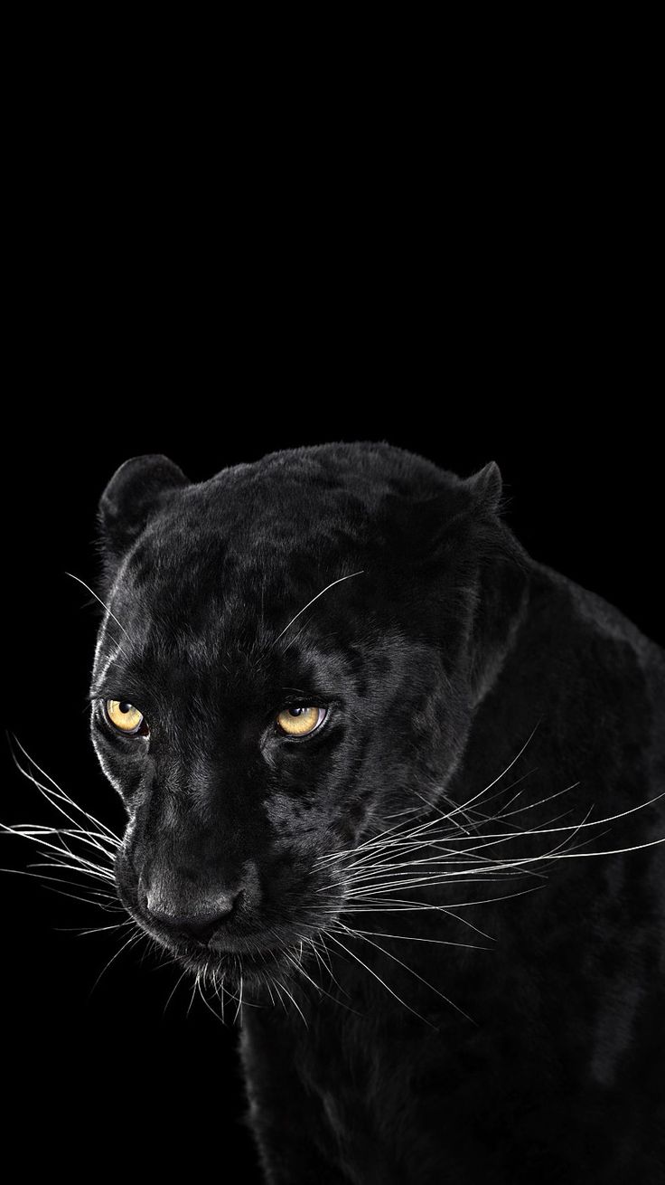 Black Panther Wallpaper iPhone Jaguar Animal