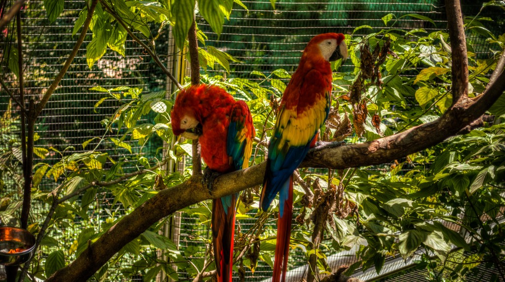 Love Birds In New York S Queens Zoo Image Nycs The