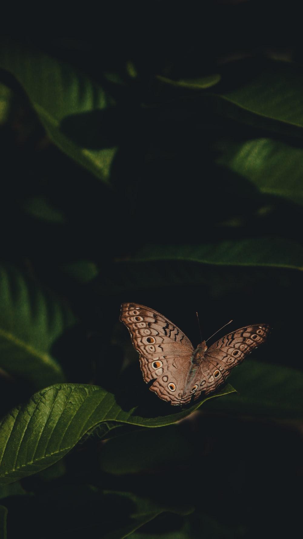 A Brown Butterfly Sitting On Top Of Green Leaf Photo