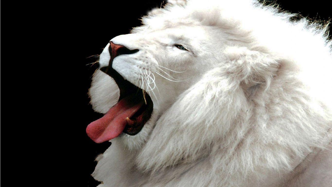 Wallpaper Of White Lion
