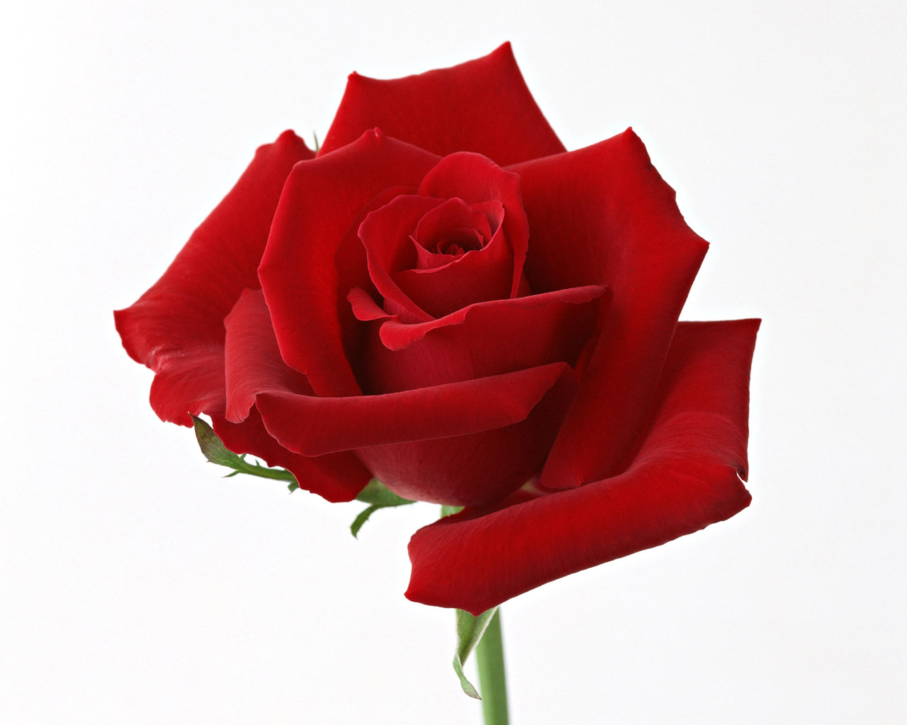 To Click On Red Rose White Background Then Choose Save Image