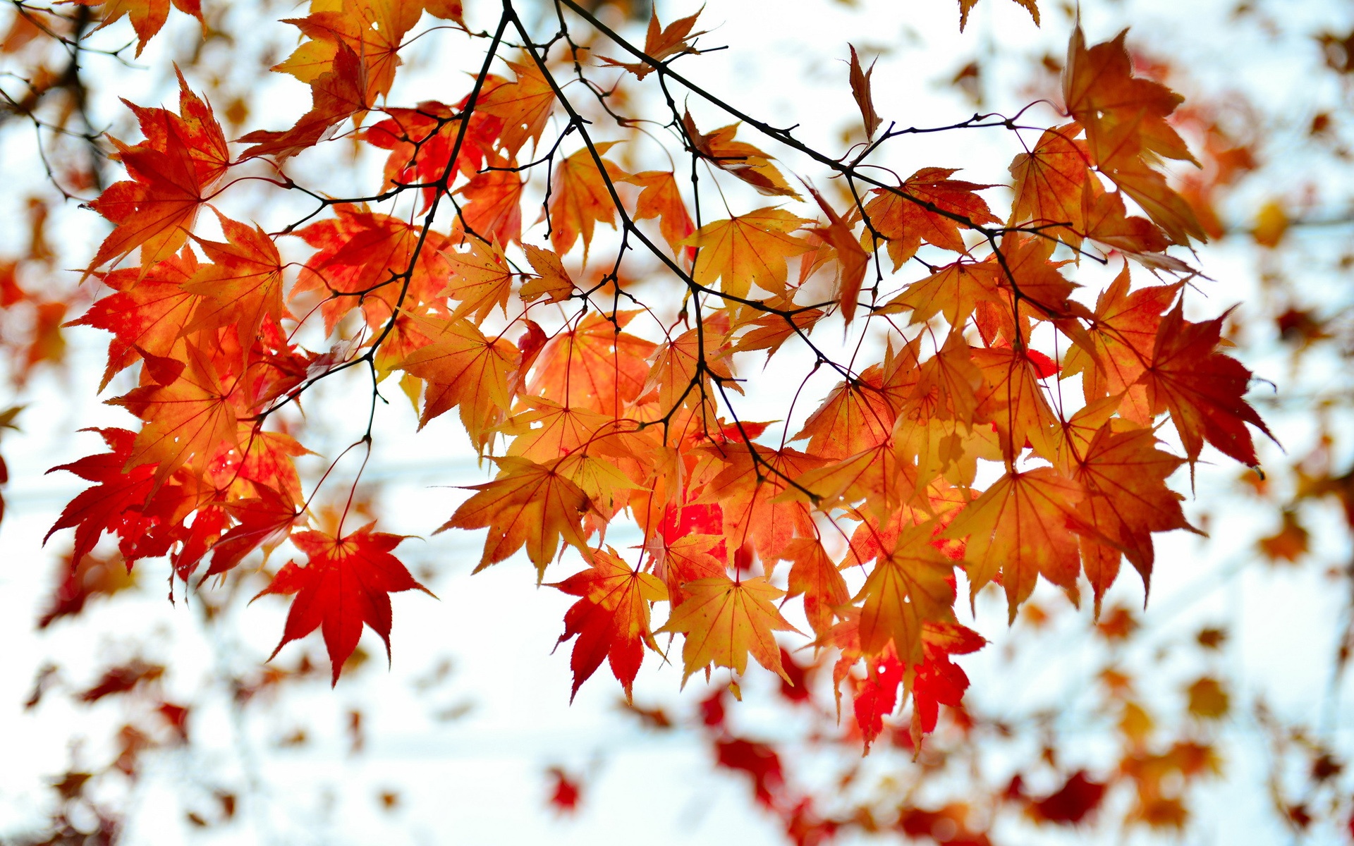Maple Leaf Branches Autumn Wallpaper