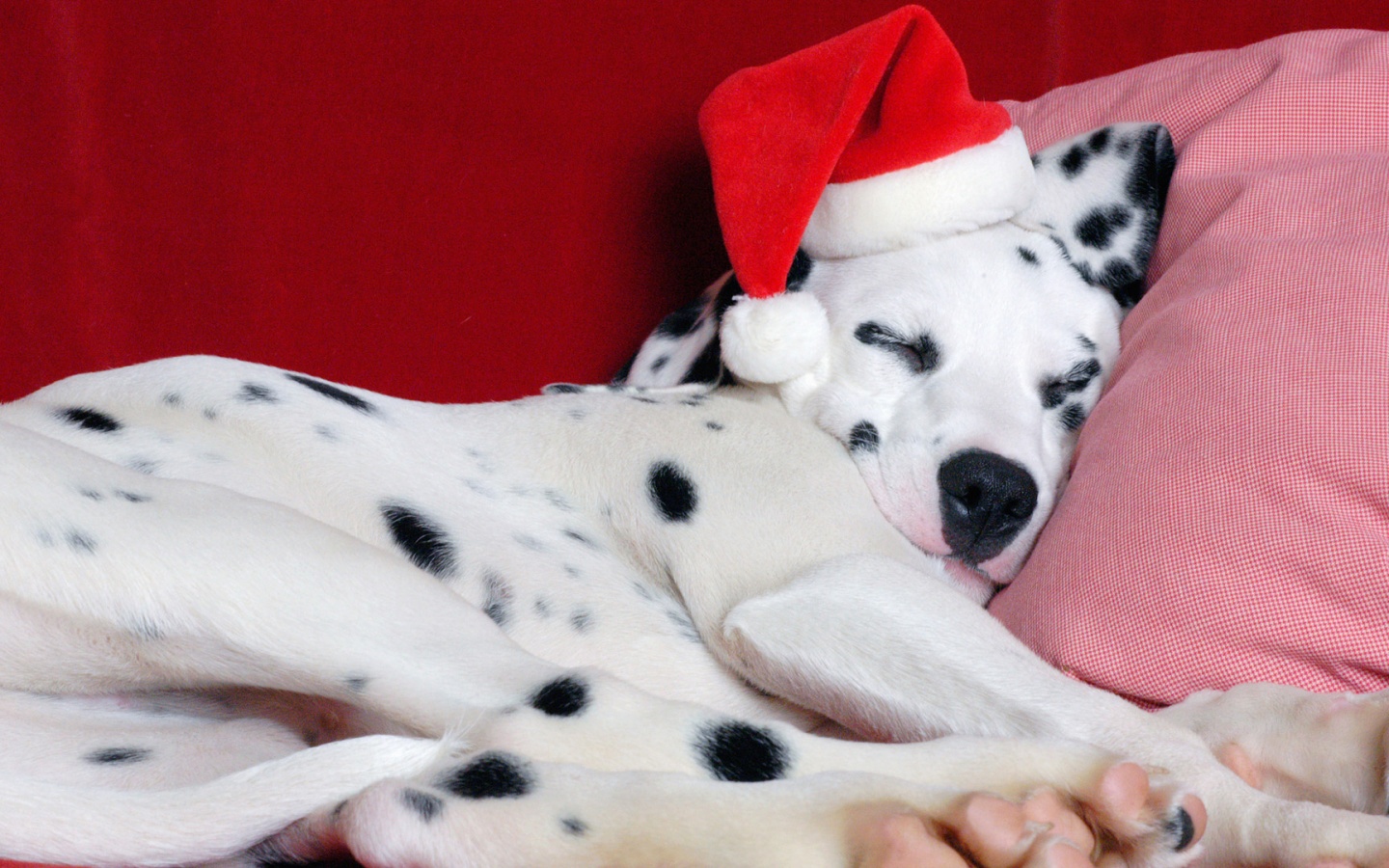 Dalmatian With Christmas Hat Desktop Background HD