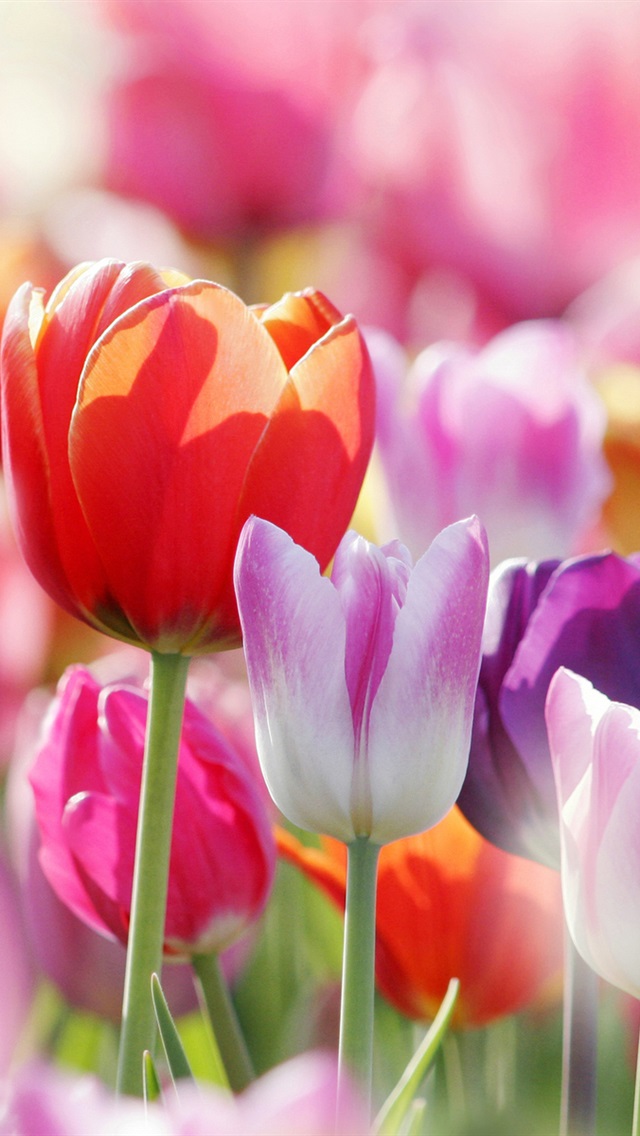 Spring flowers tulips iPhone Wallpaper 640x1136 iPhone 5 5S 5C