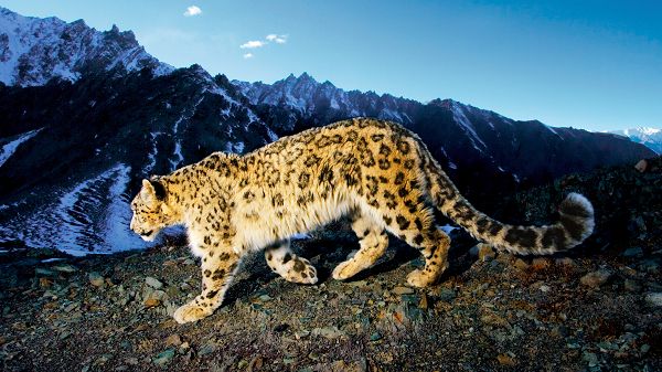 Wallpaper Of A Snow Leopard Looking For Food