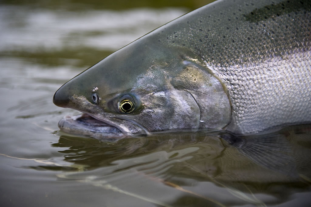 Alaska King Salmon Fishing Gallery Hd Wallpaper