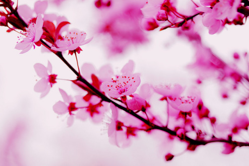 Pink Spring Flowers By Sherbet Photography On