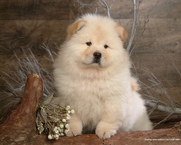 Chow Dog Wallpaper Puppy Puppies