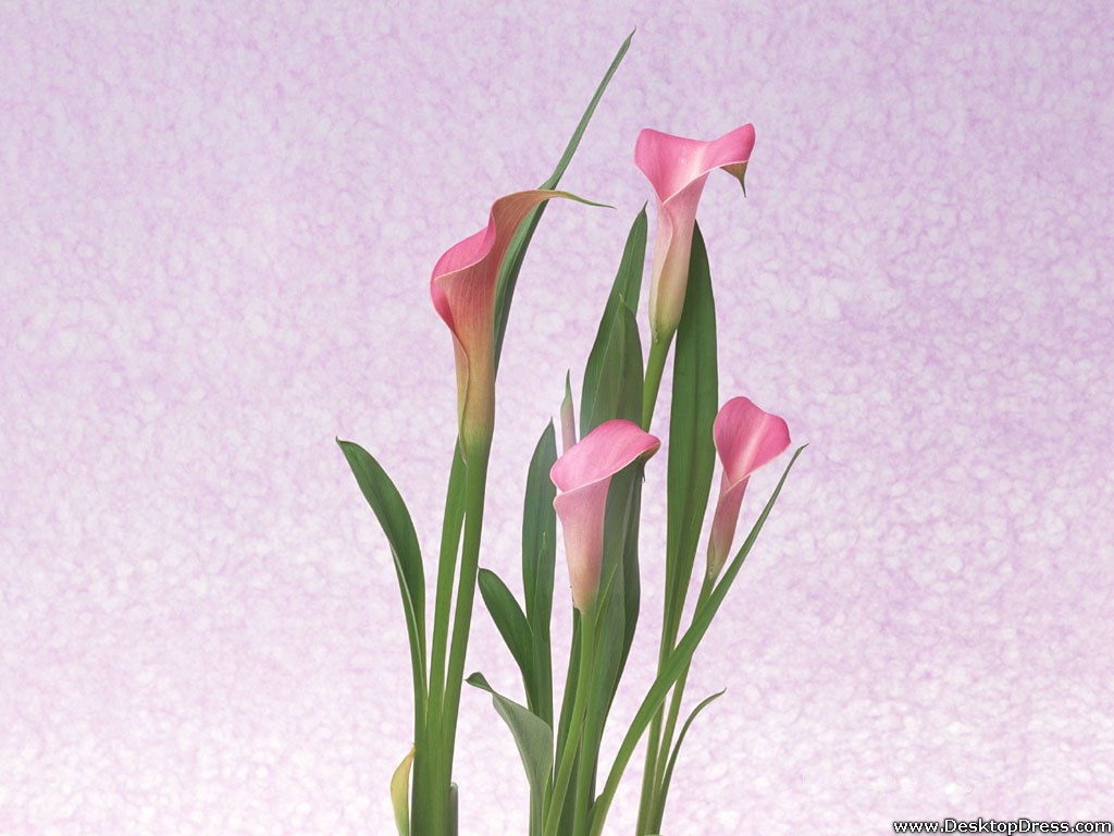 Desktop Wallpaper Flowers Gardens Background Calla Lily