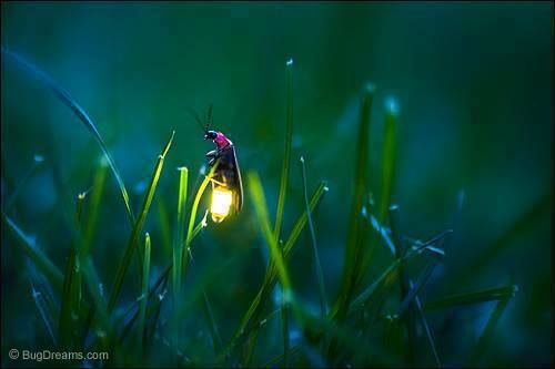 Firefly aka Lightning Bug Wild Life Pinterest