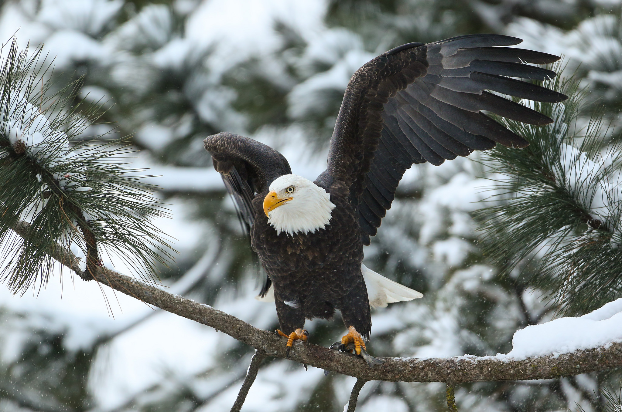 Eagle On Winter Branch