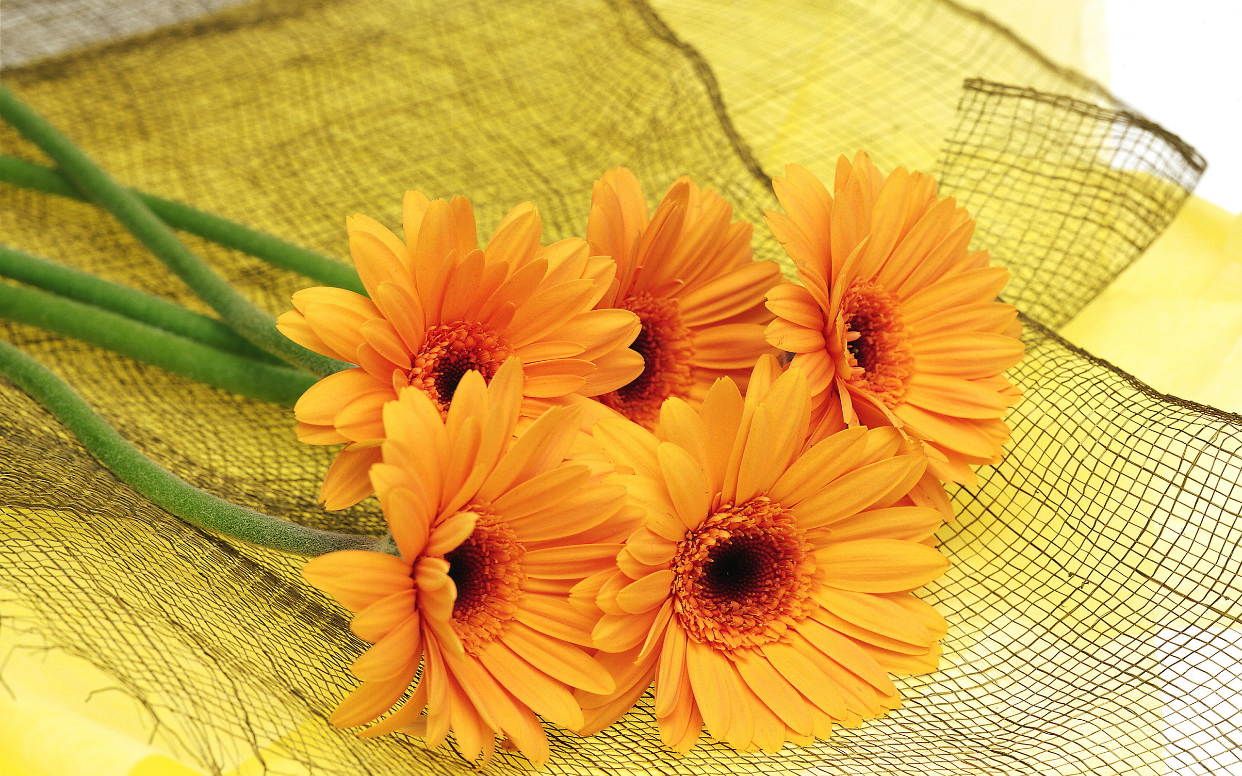 Lovely Orange Flowers Wallpaper By Slavasan Lynam