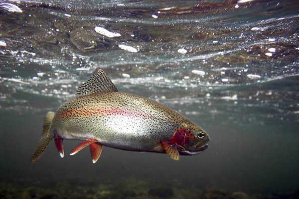 Varden Trout In Water Photo And Wallpaper Cute Dolly