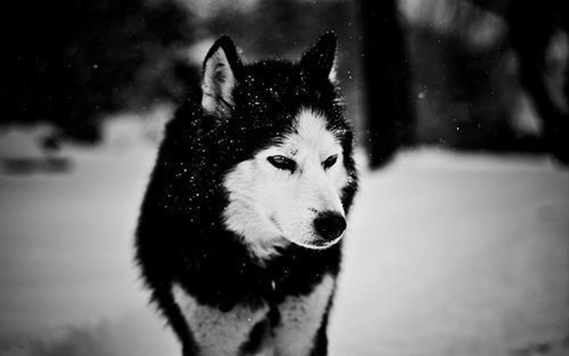 Black And White Wolf In Winter Desktop Wallpaper