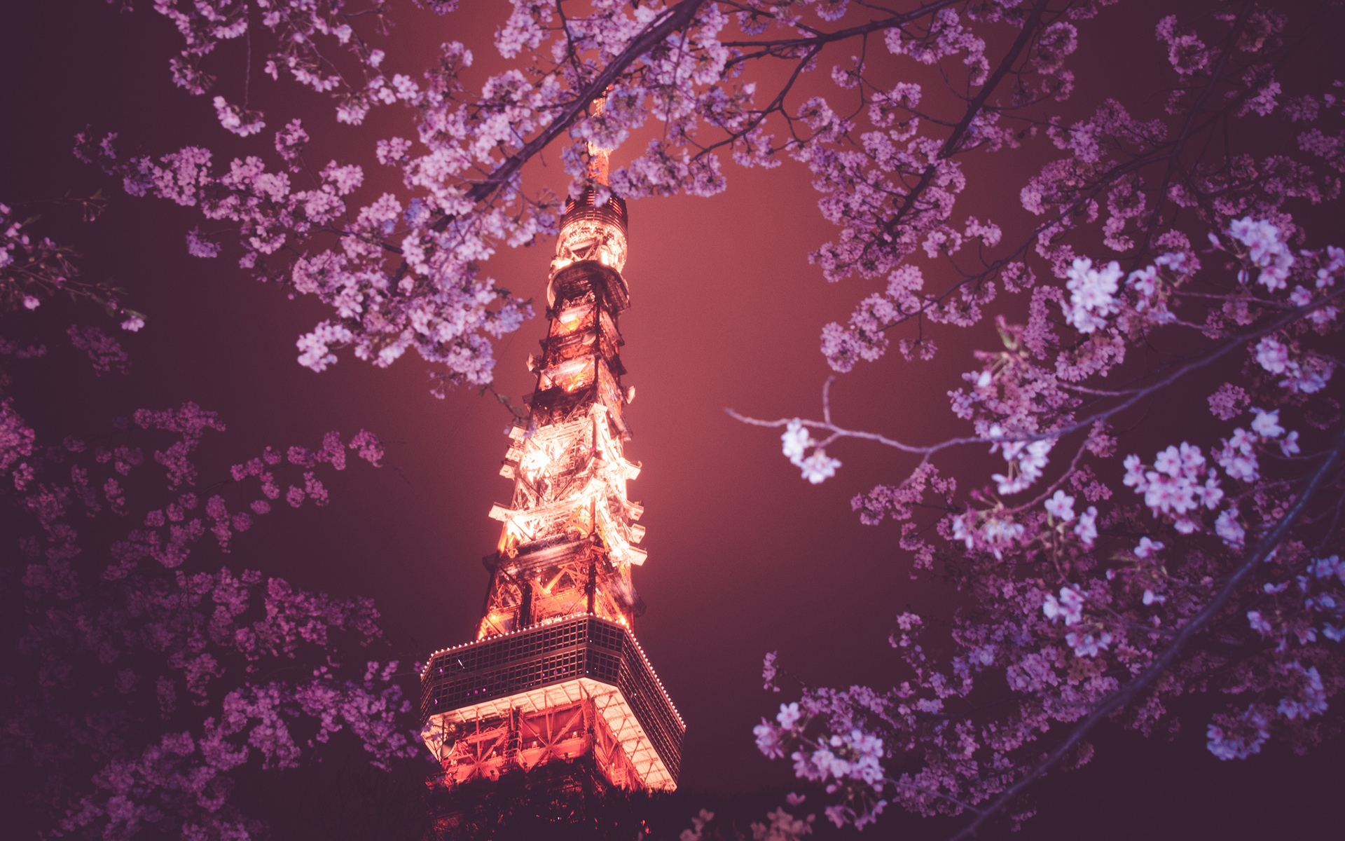 Tokyo Tower Cherry Blossom Tree Flowers Night Lights