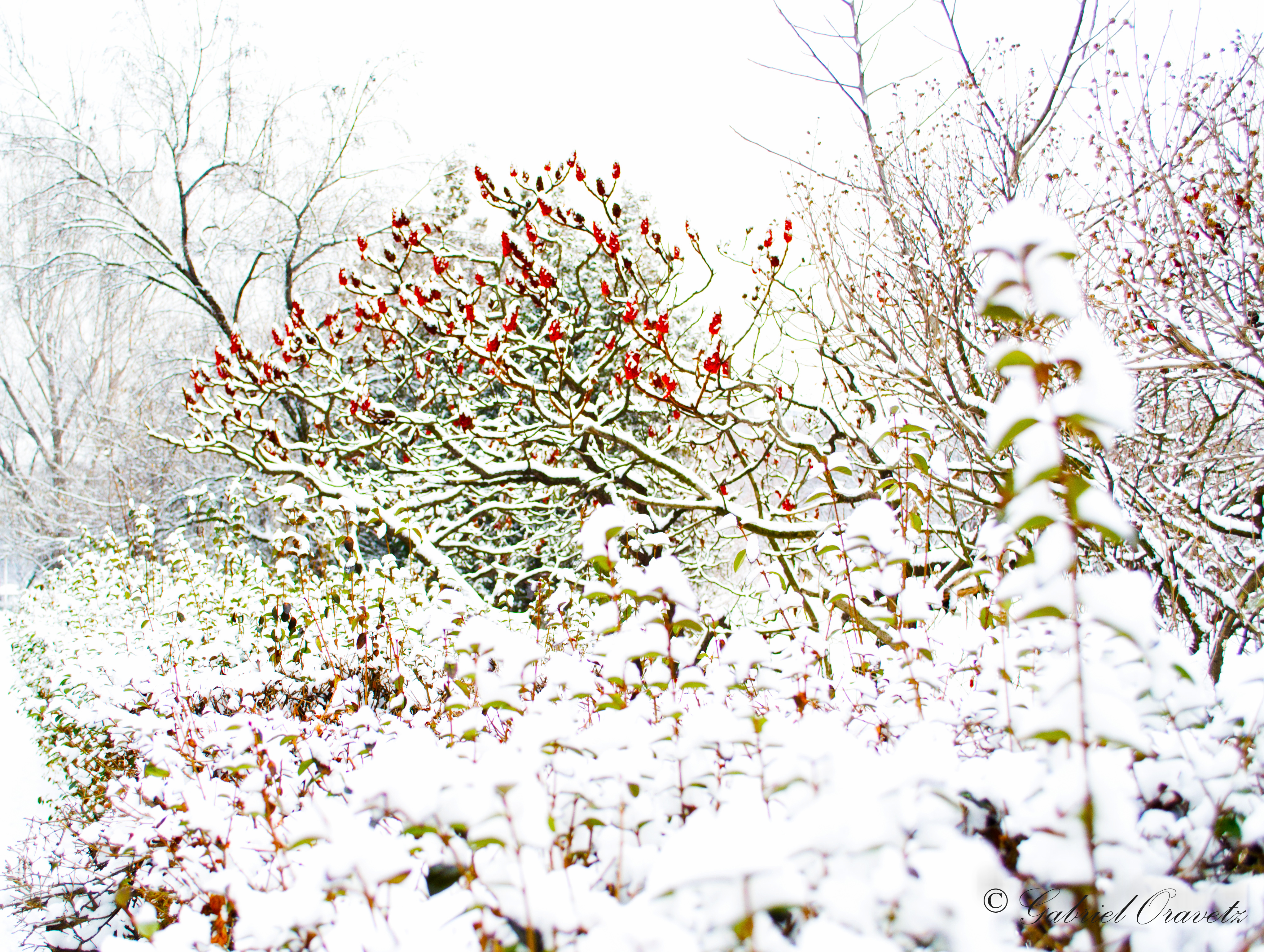 Winter Flowers By Gabrieloravetz
