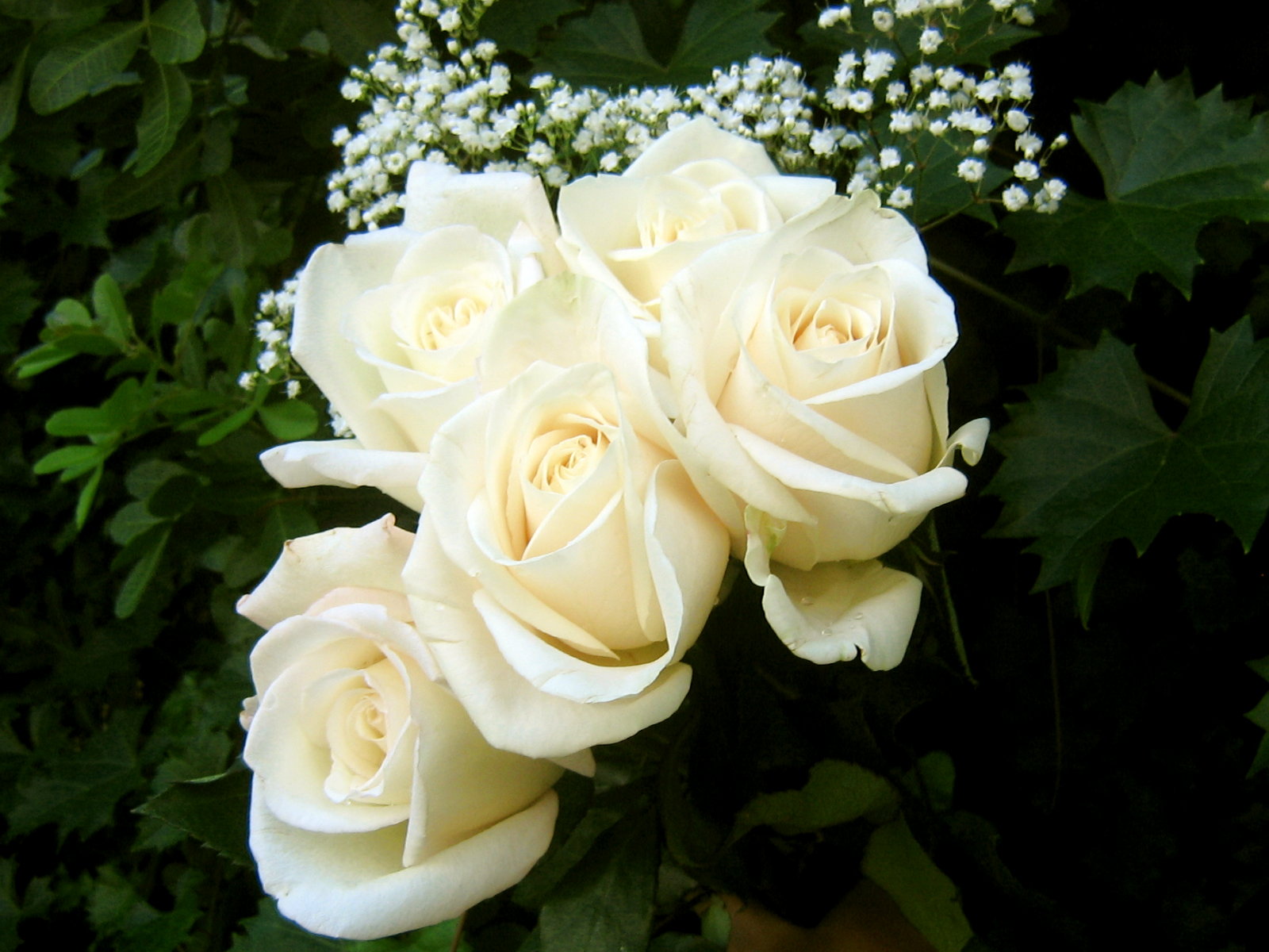 White Flower Wallpaper
