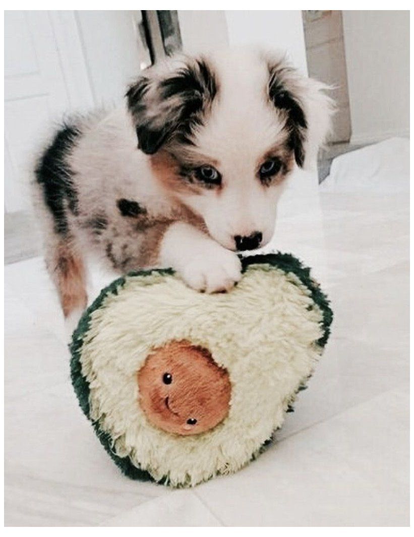 Beautiful Aesthetic Dog Photos Wallpaper