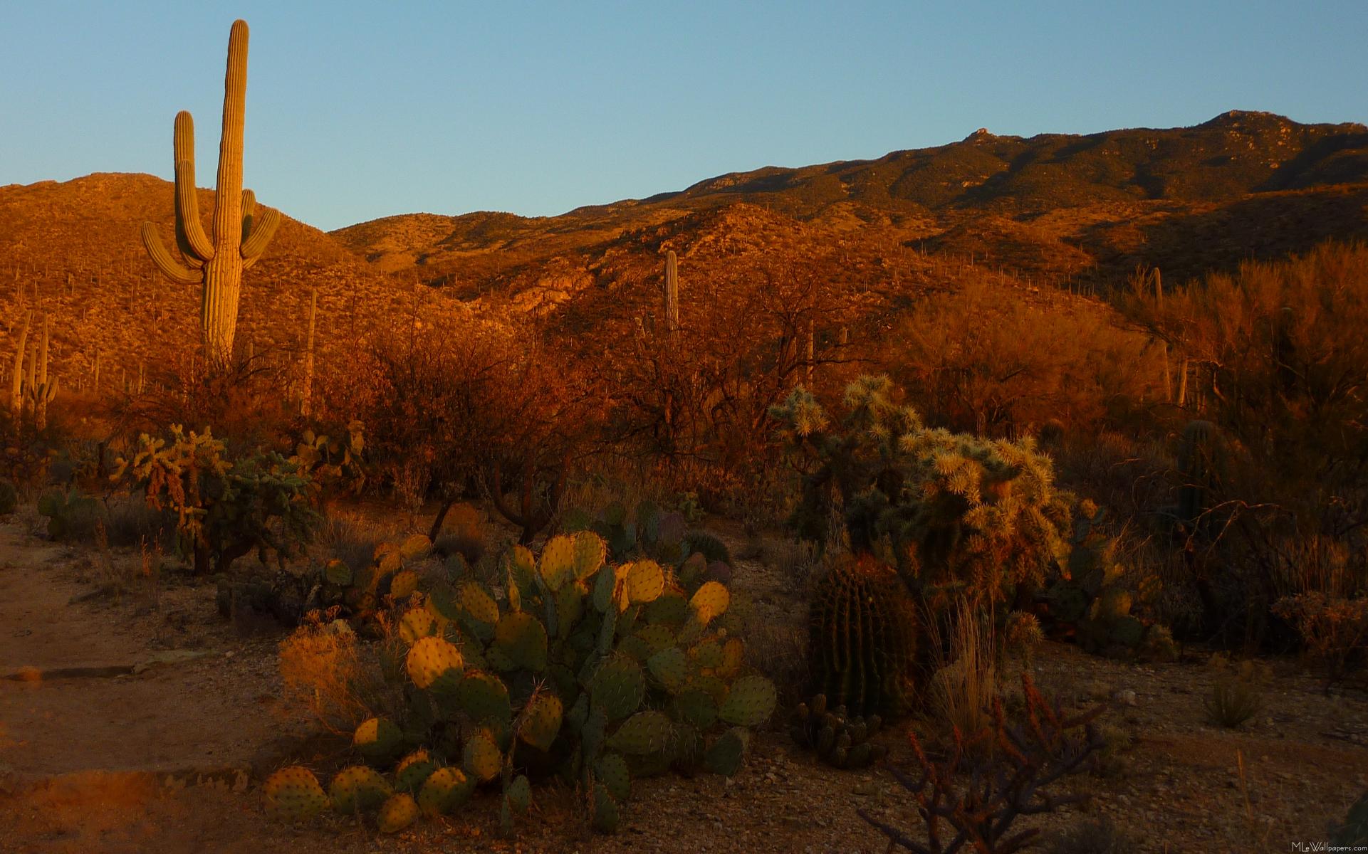 Mlewallpaper Saguaro Sunset I