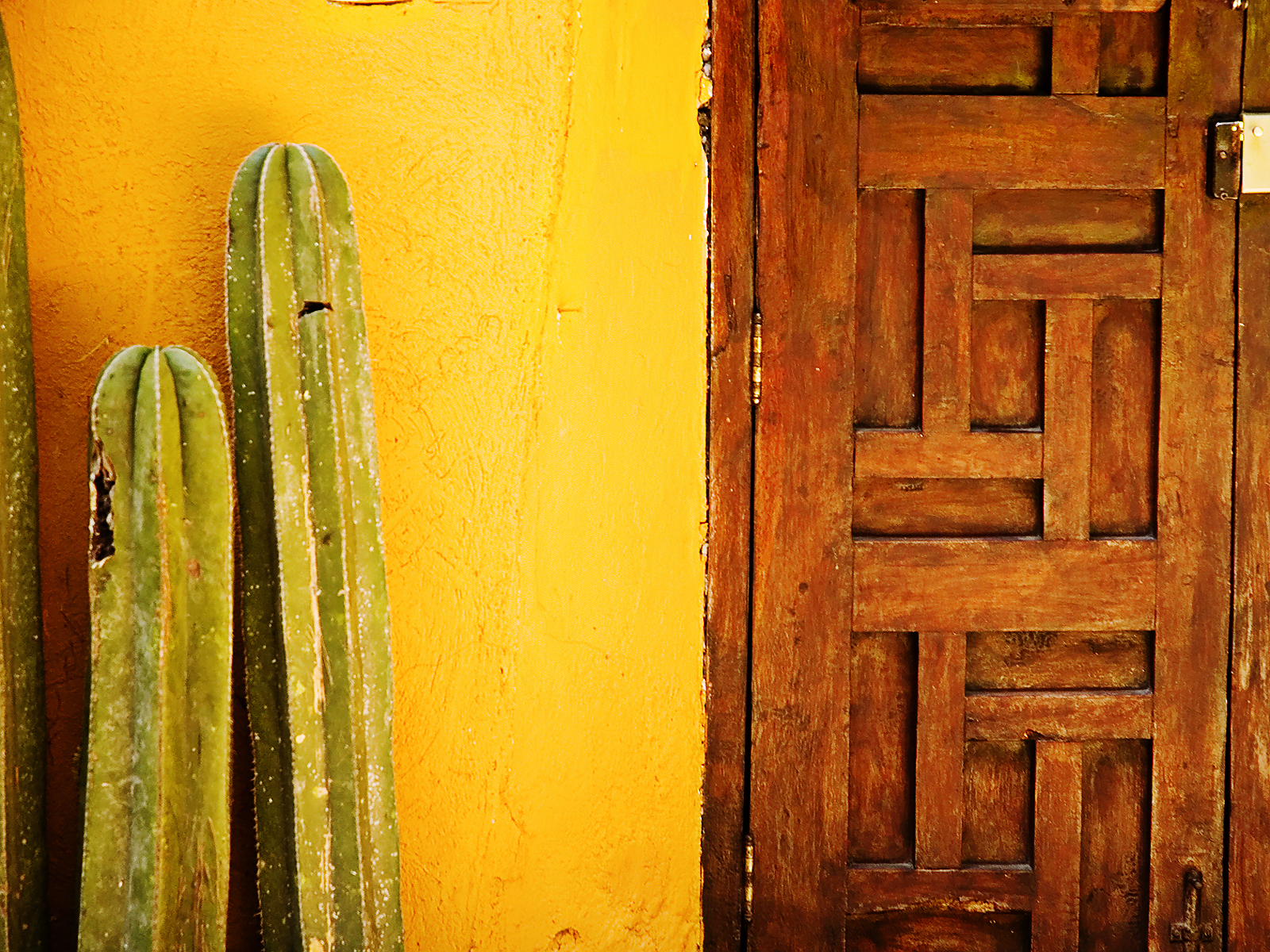 Free download pic new posts Cactus Wallpaper Border [1600x1200] for ...