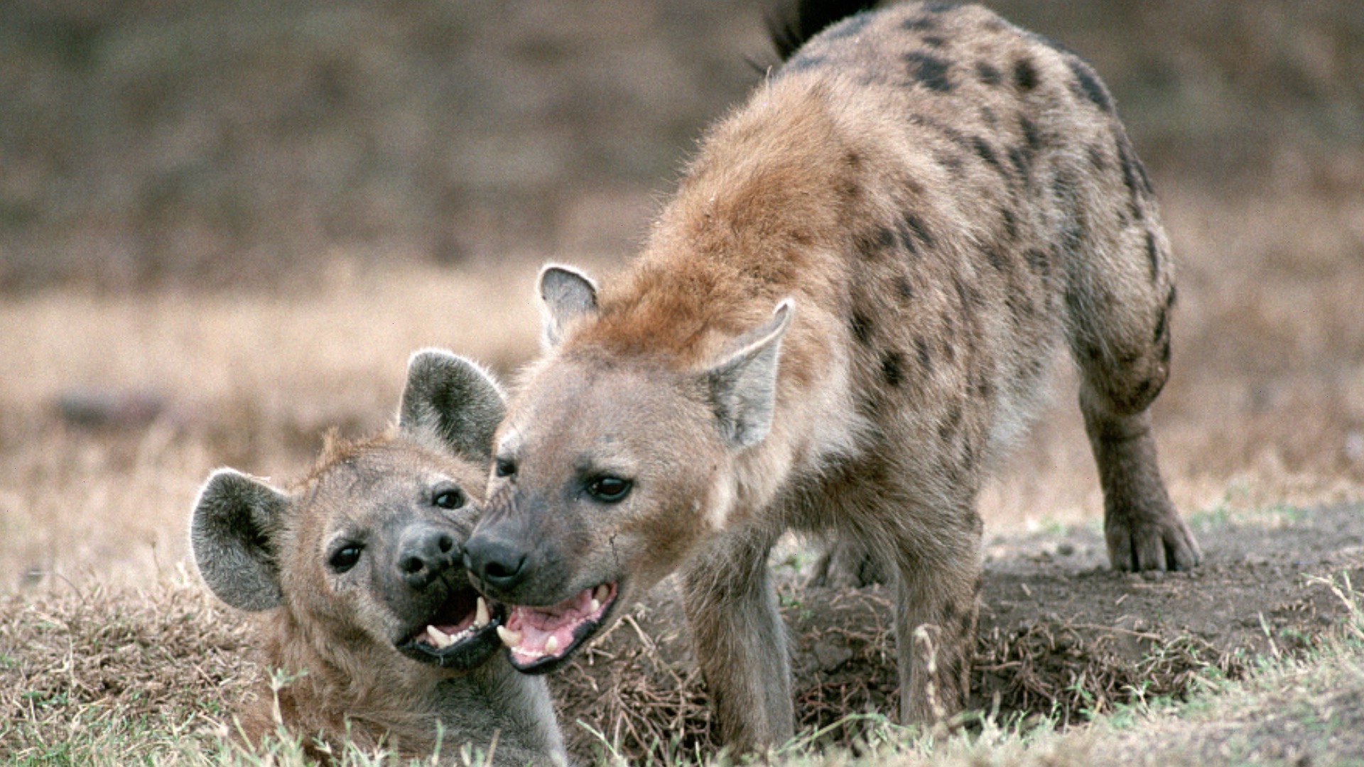 Baby Hyena And Mother Enjoy Family Time Together Cgtn