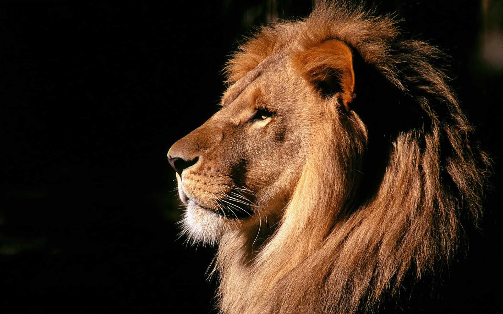 Lion Desktop Background Wallpaper