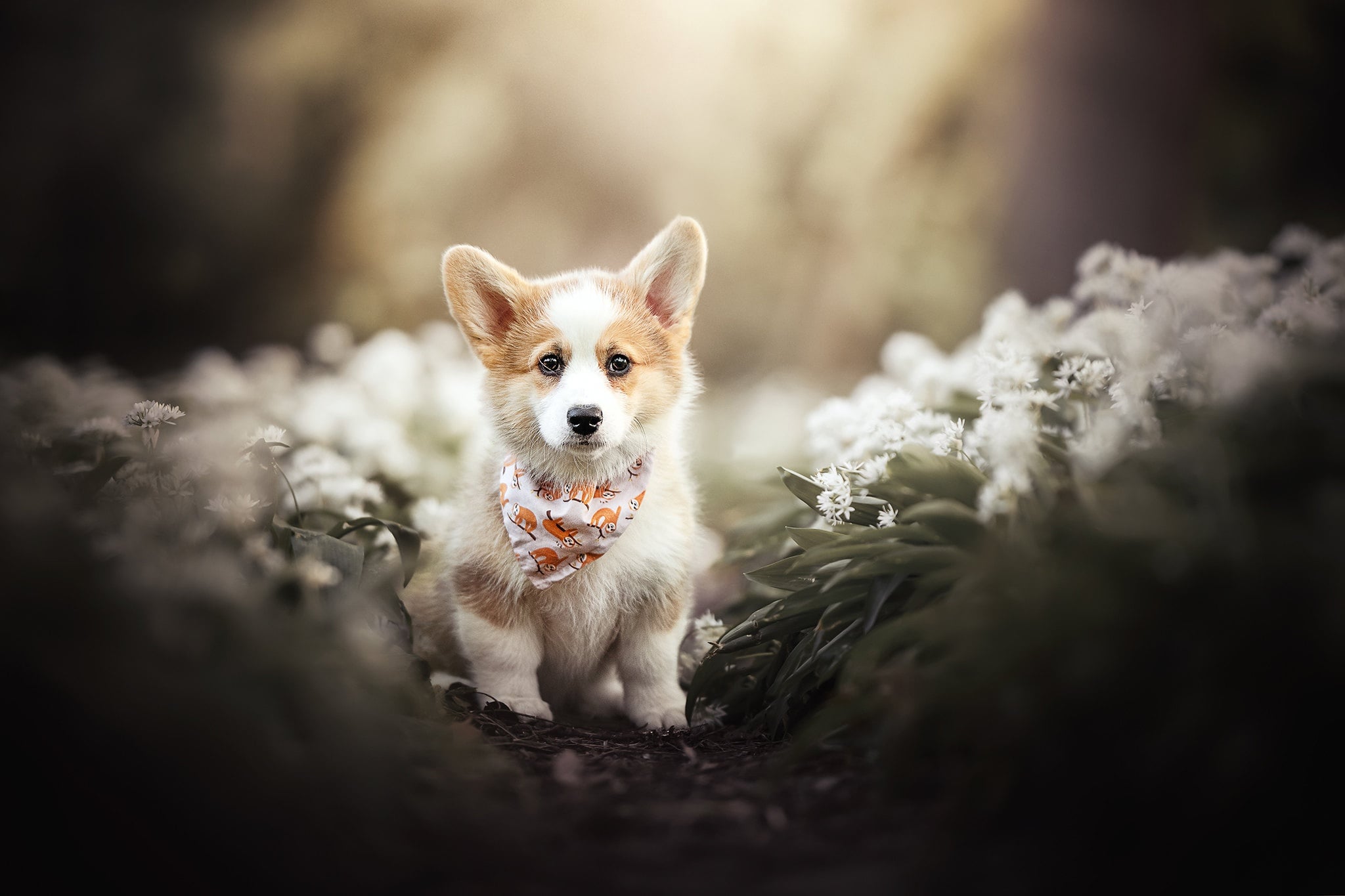Corgi HD Wallpaper And