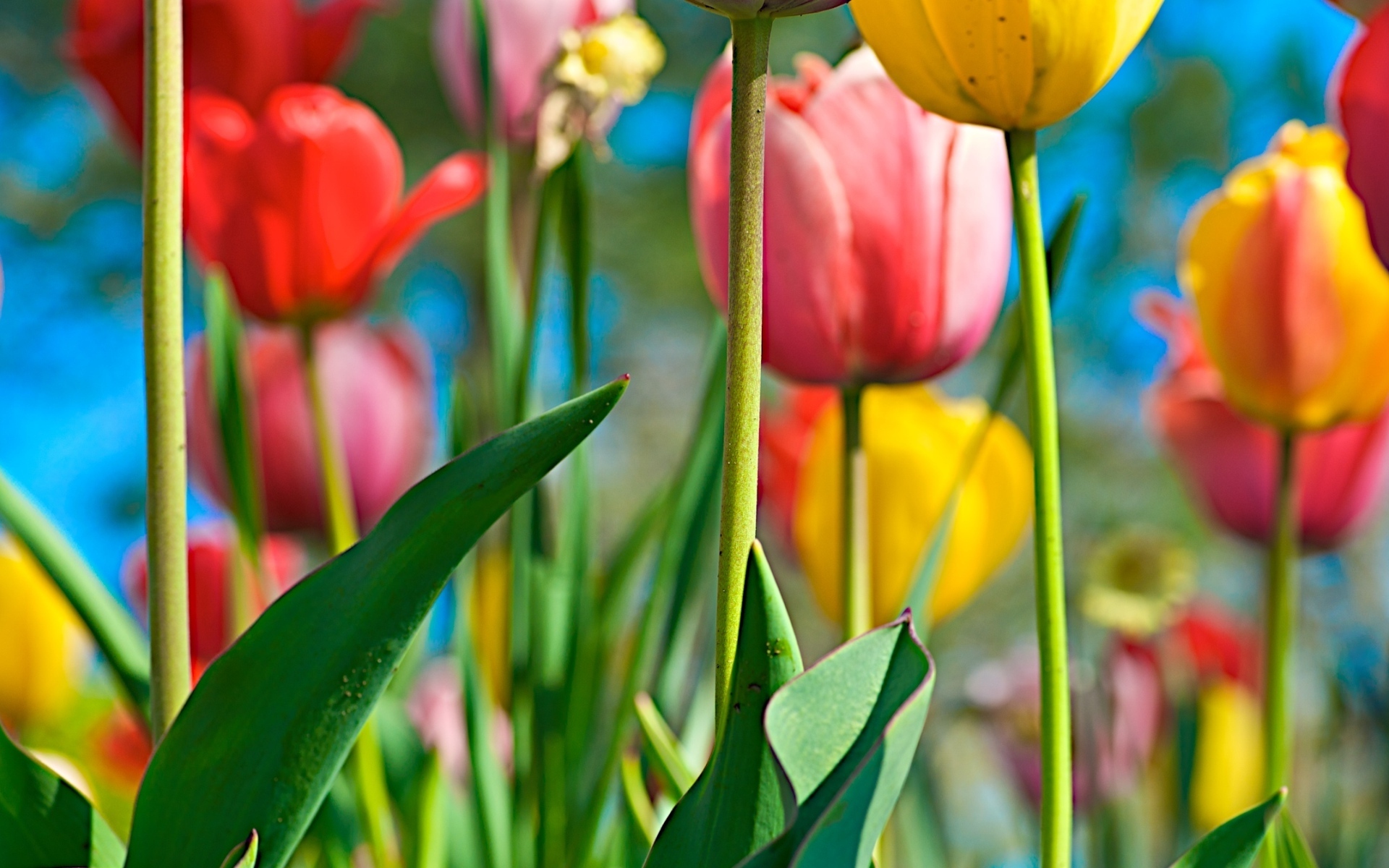 Colorful Tulips Wallpaper Image