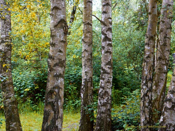 Birch Tree Wallpaper Irch Trees In Woodlands