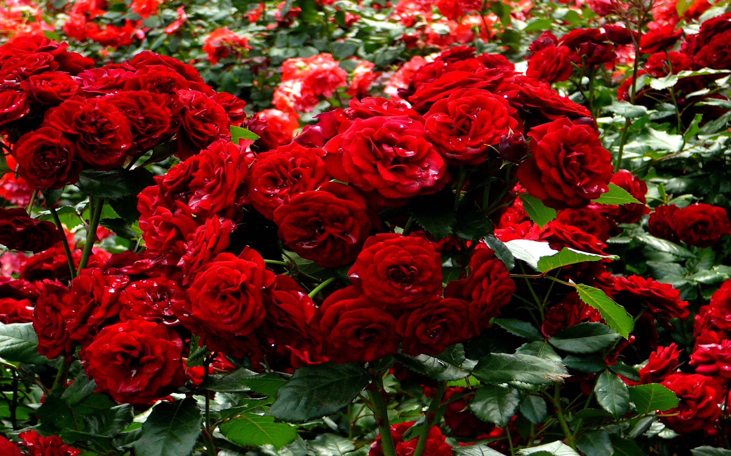 Red Roses Garden Wallpaper Rose Day All Image