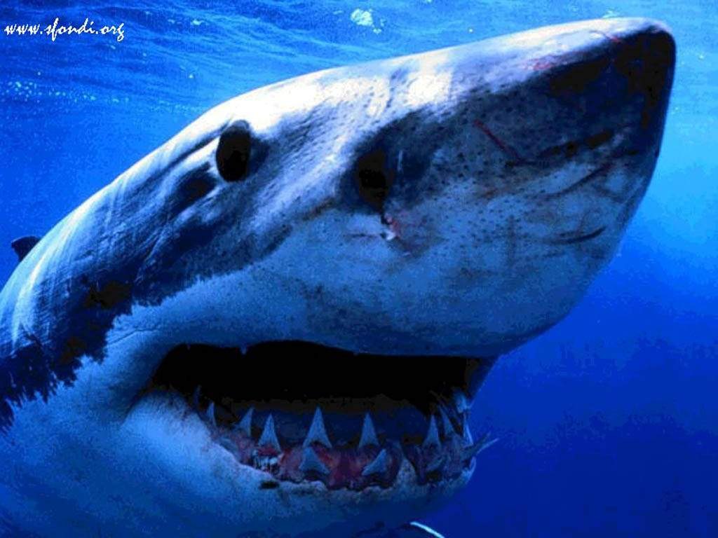 Home Wallpaper Animal Shark Hq