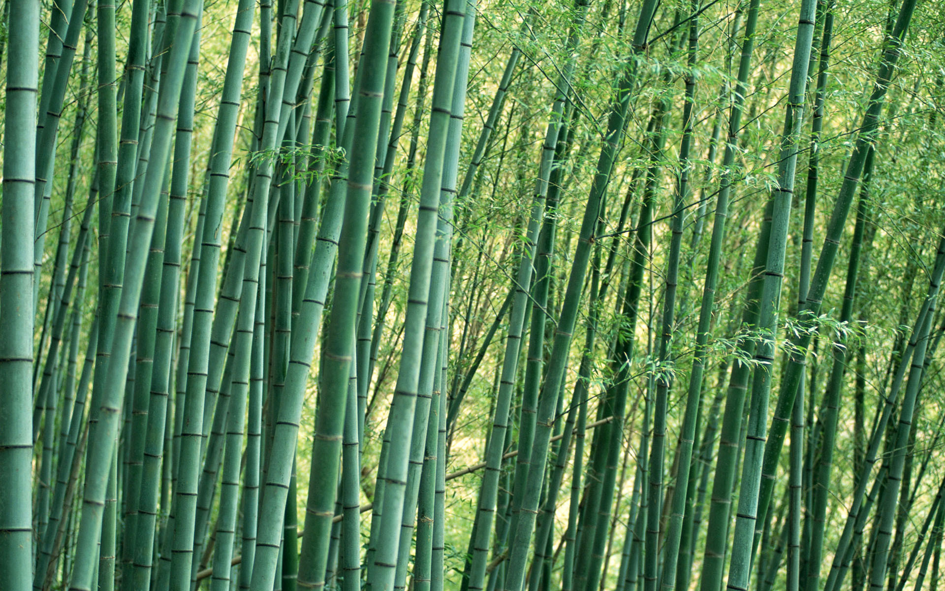Bamboo Trees Wide Image Photography Nature