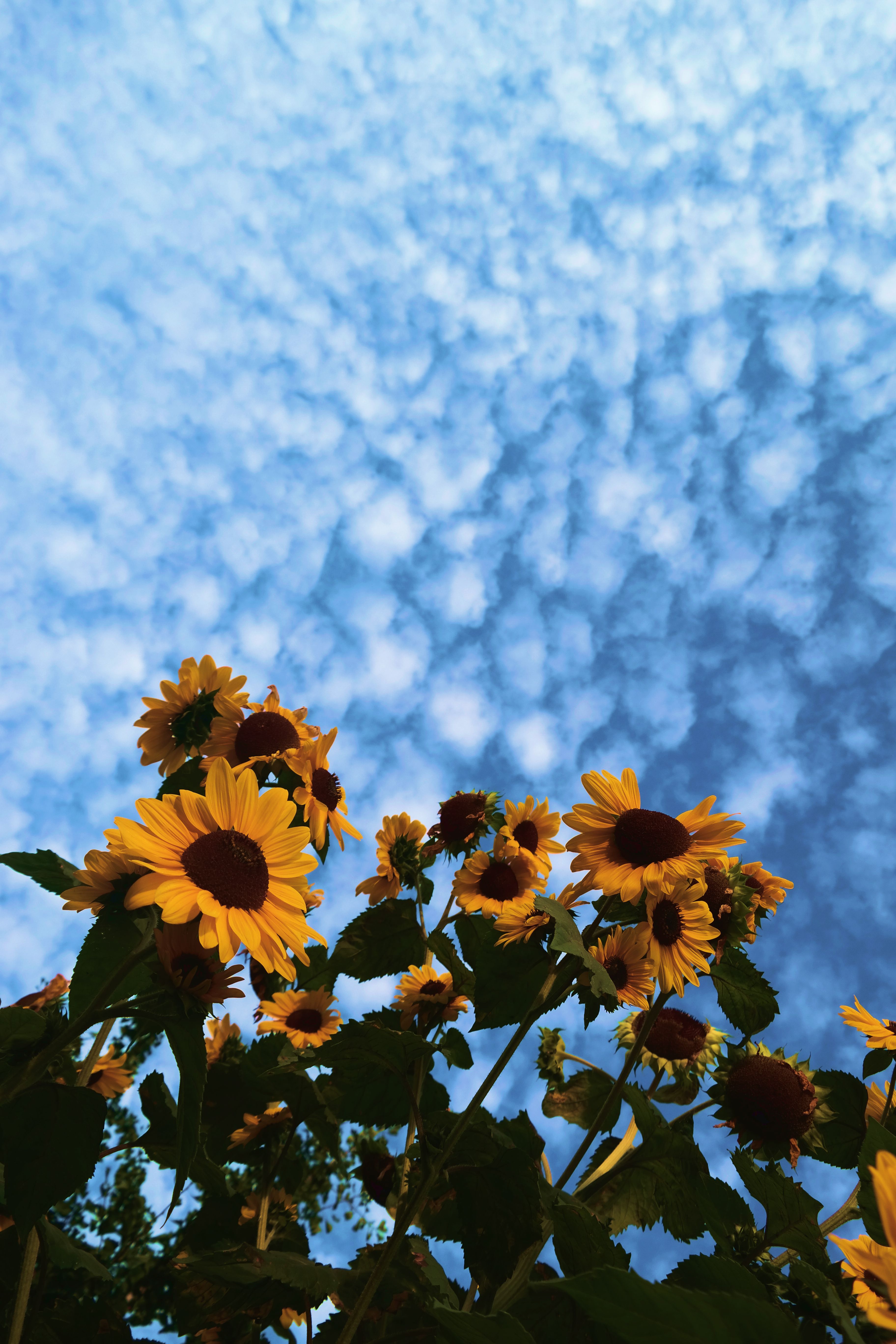 Aesthetic Sunflower Wallpaper iPhone HD