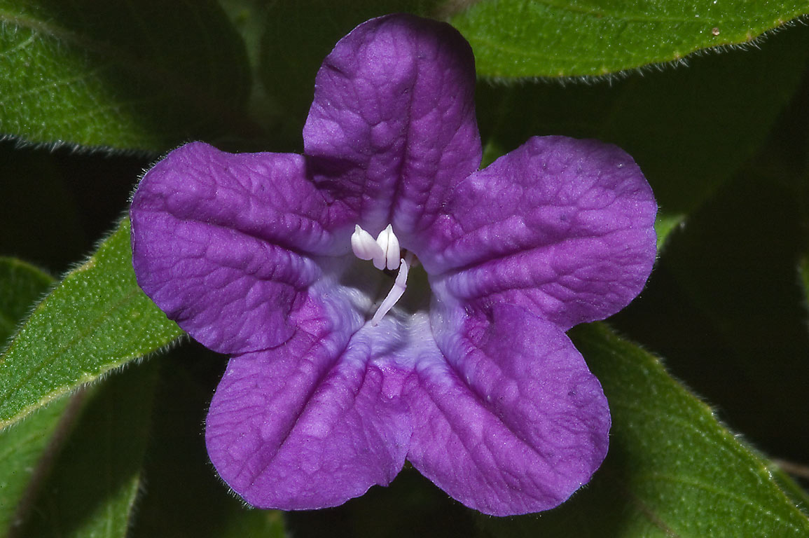 Violet Flower Search In Pictures