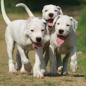 Dogo Argentino HD Wallpaper Android Apps On Google Play